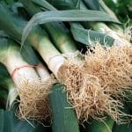 leeks