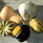 squash-winter