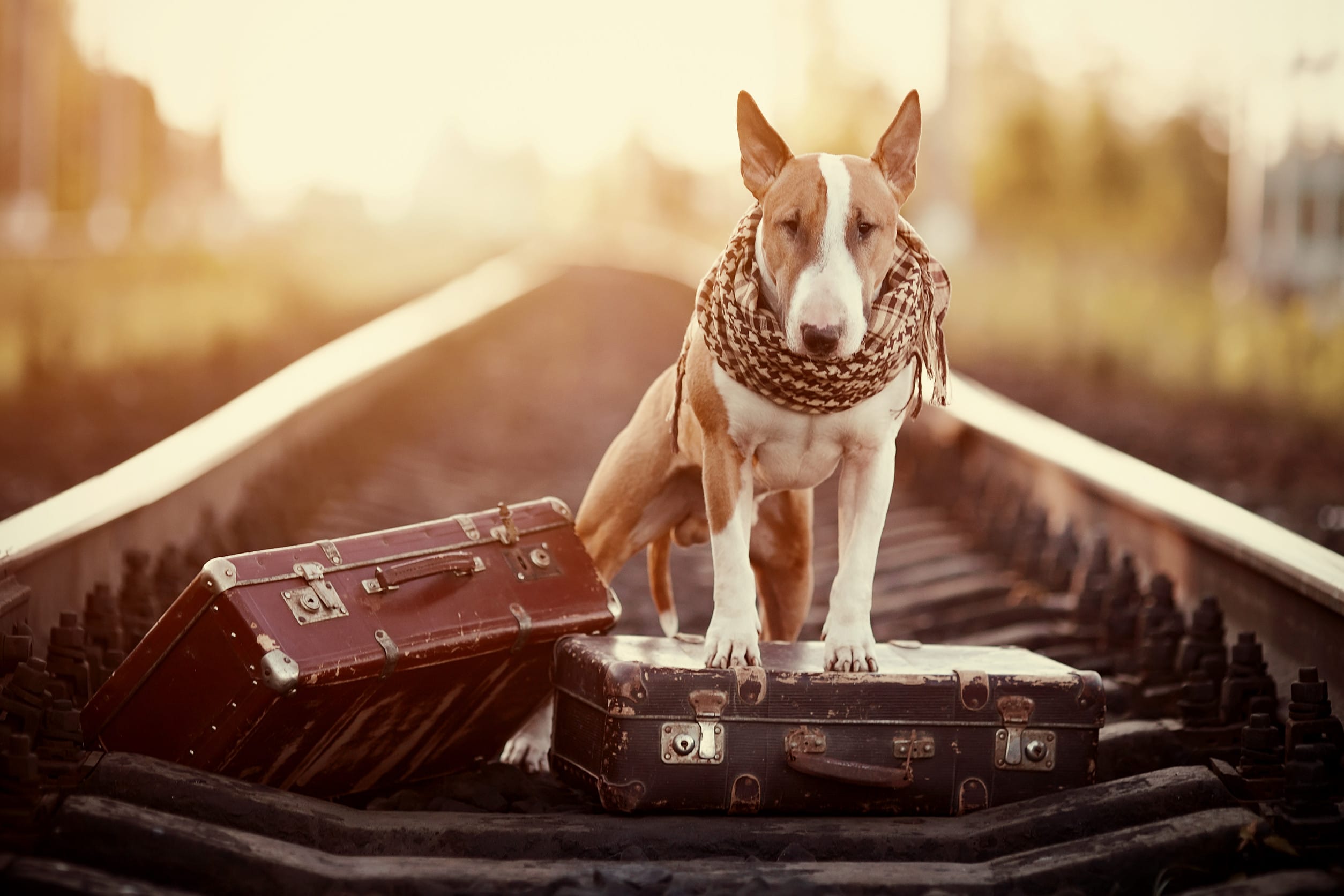 pet-friendly destinations