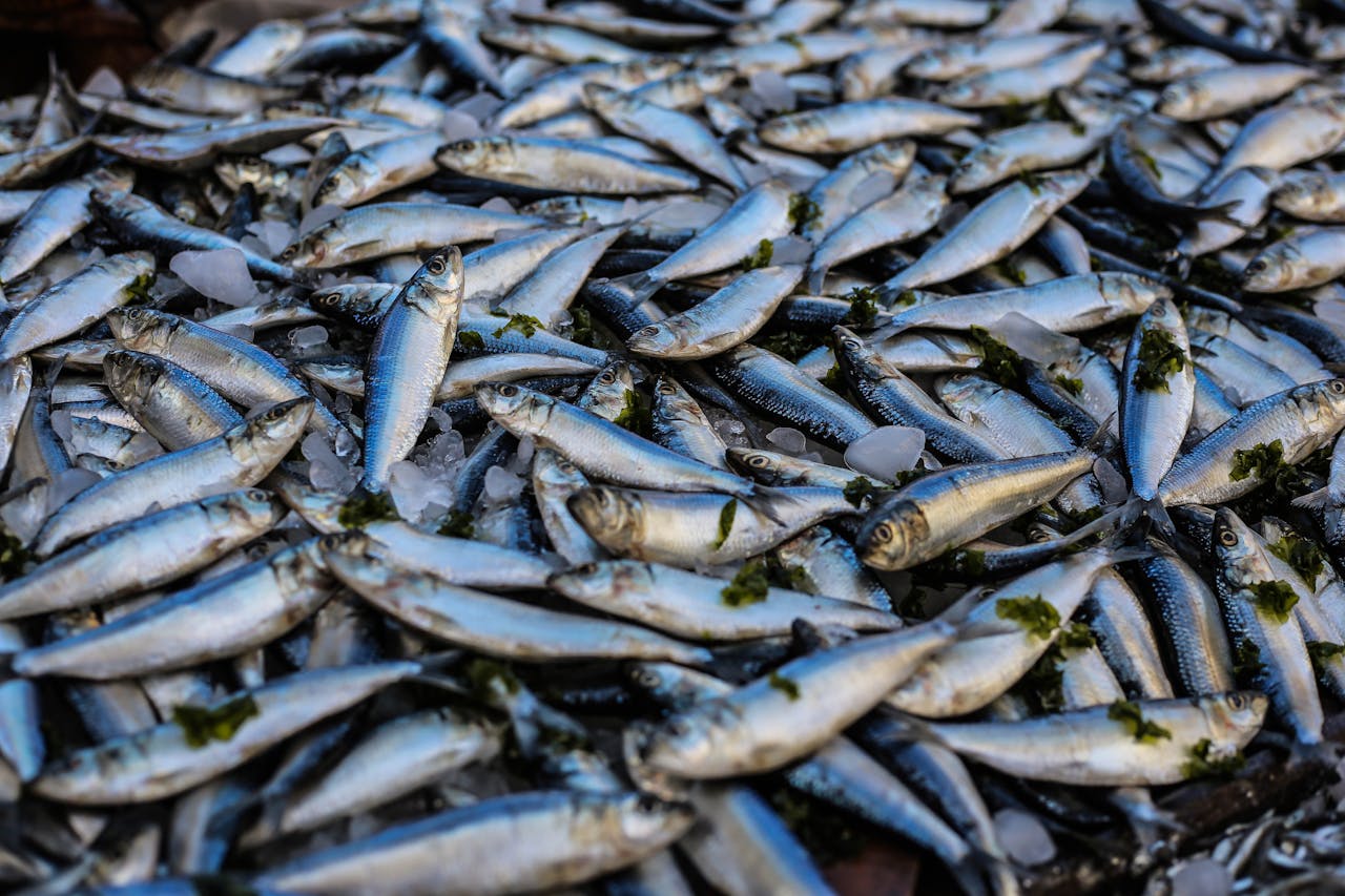 sardines 
