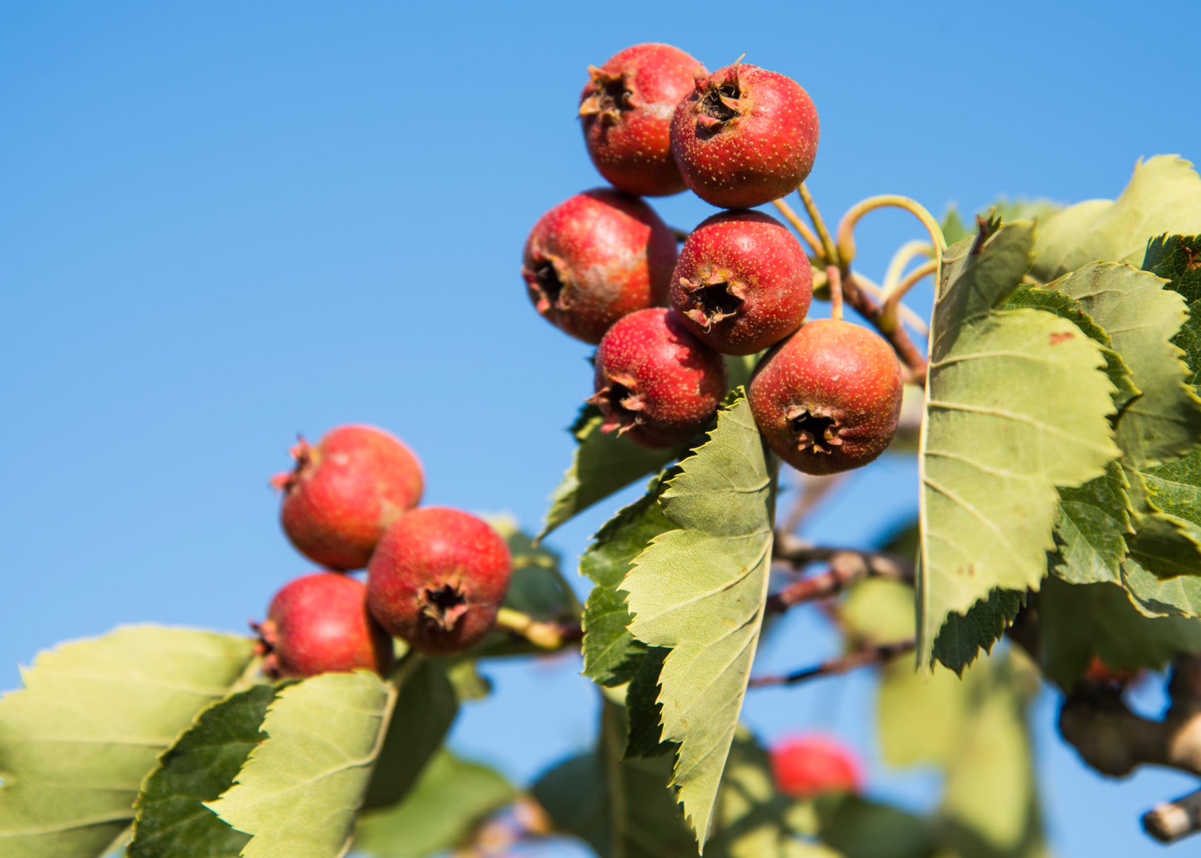 heart medication interactions