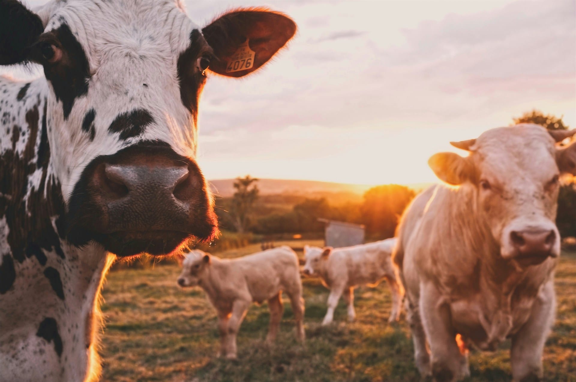 dairy