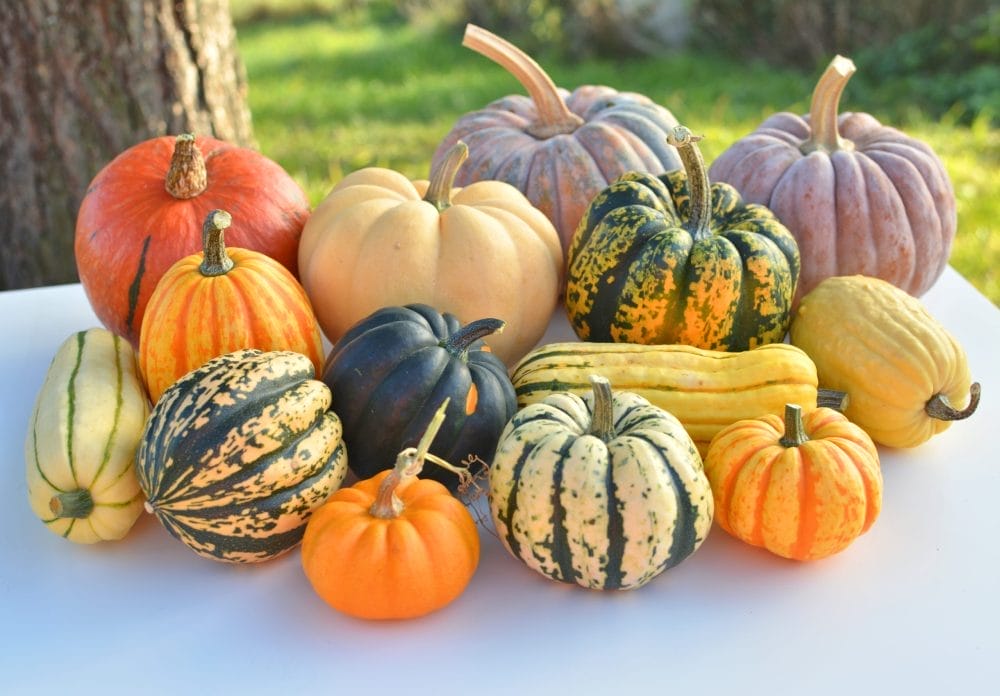 The "Hard Squash" Advantage
