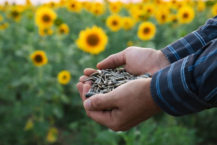 8. Sunflower Seeds